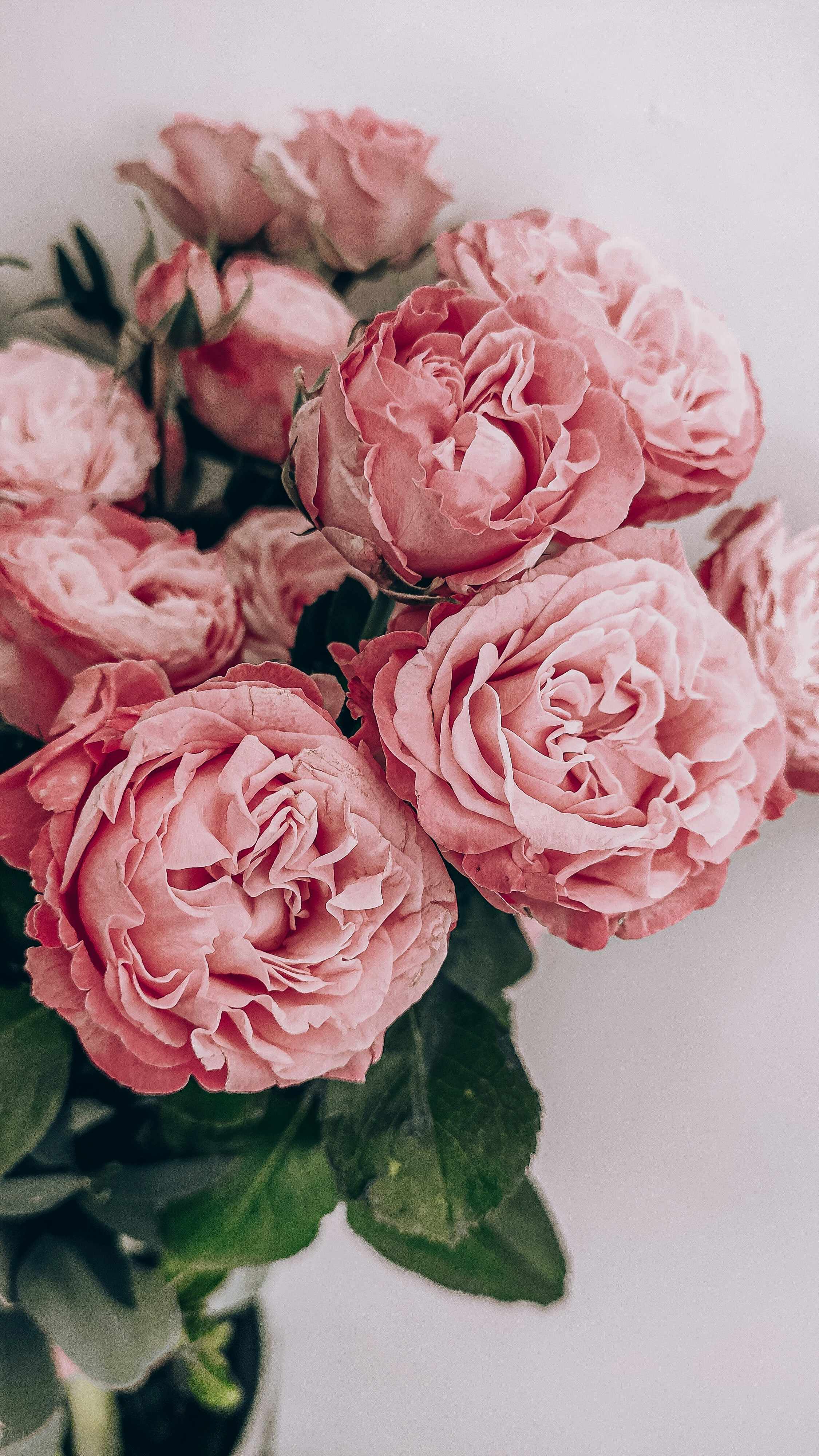 Rose before color replacement
