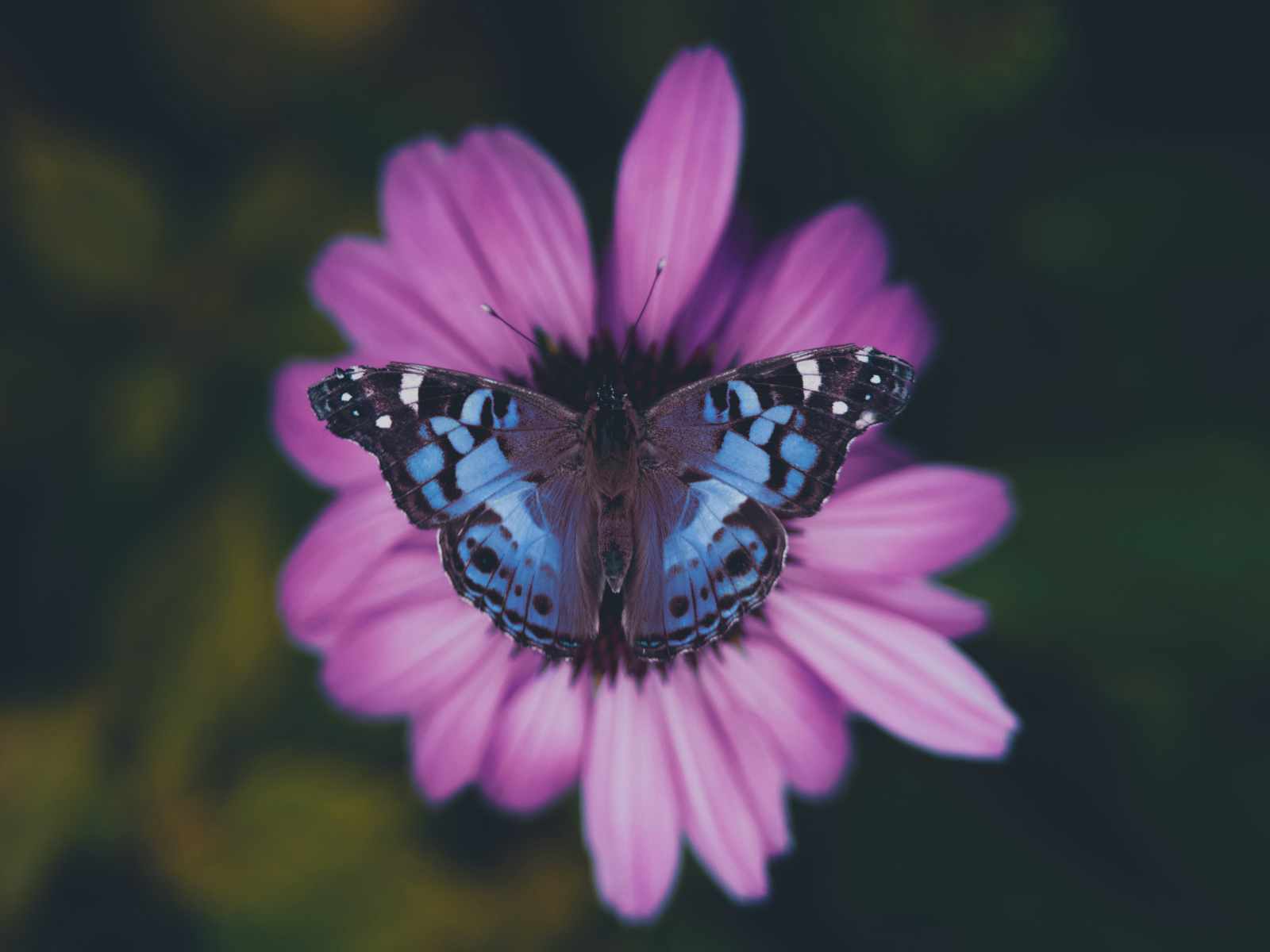 Butterfly after color replacement