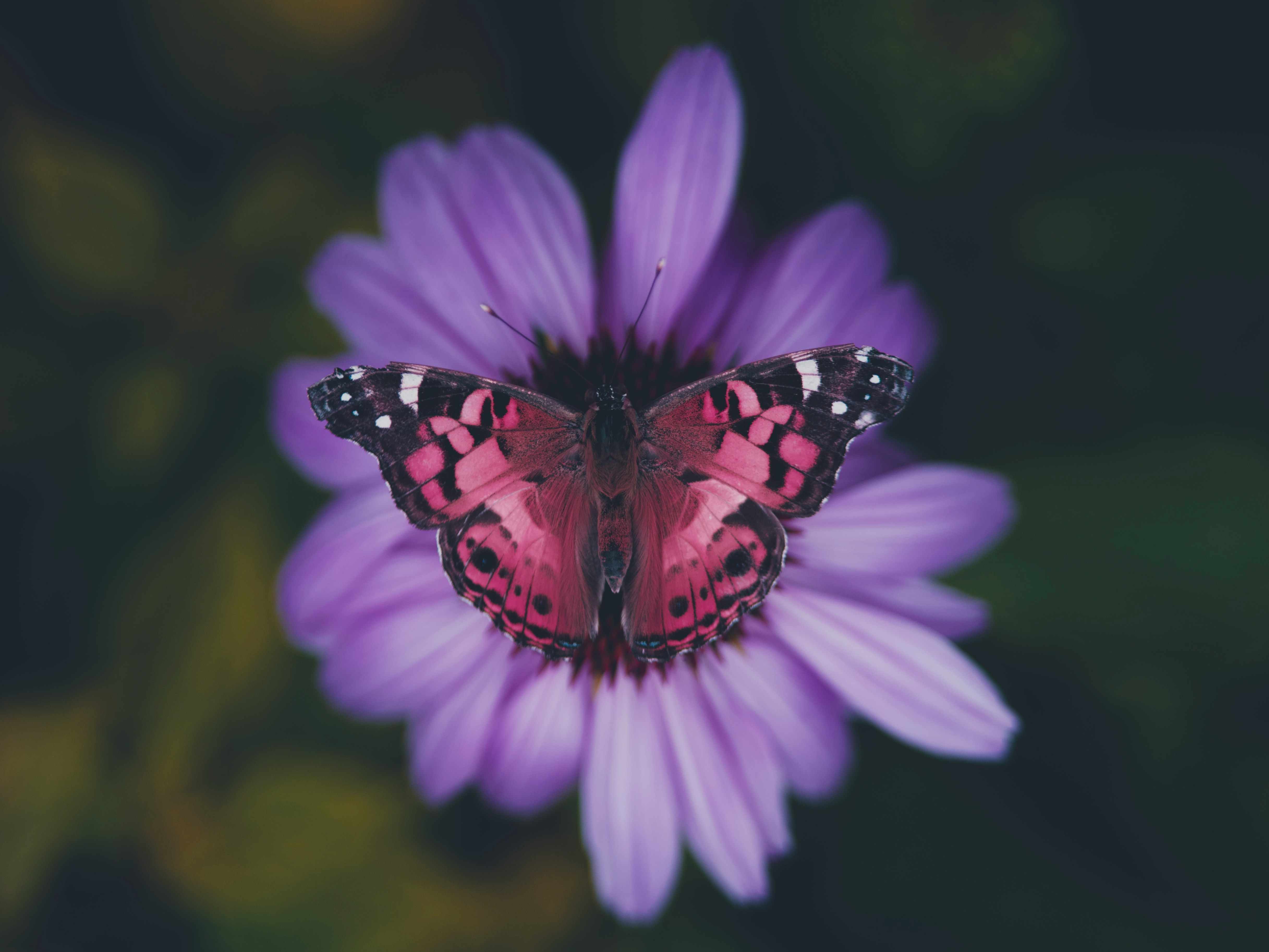 Butterfly before color replacement