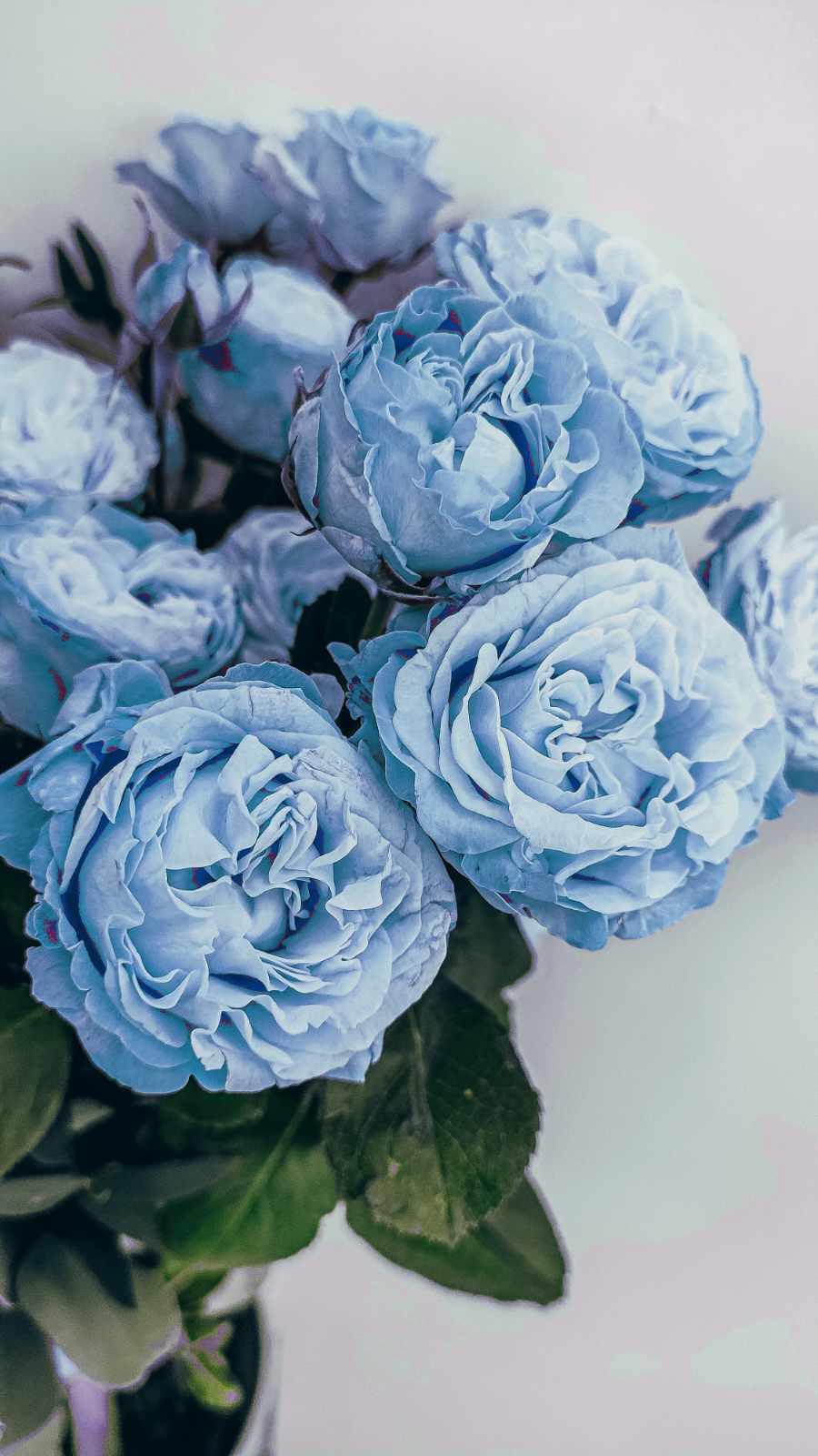 Rose after color replacement